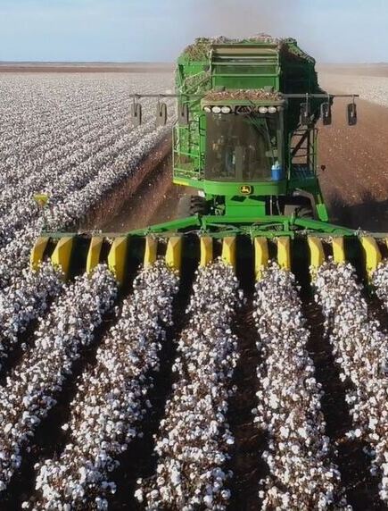 cotton (1)